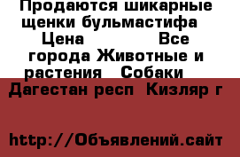 Продаются шикарные щенки бульмастифа › Цена ­ 45 000 - Все города Животные и растения » Собаки   . Дагестан респ.,Кизляр г.